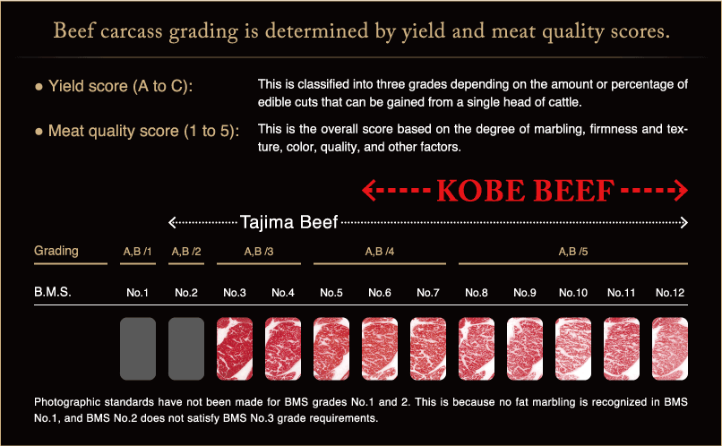 Beef carcass grading is determined by yield and meat quality scores.